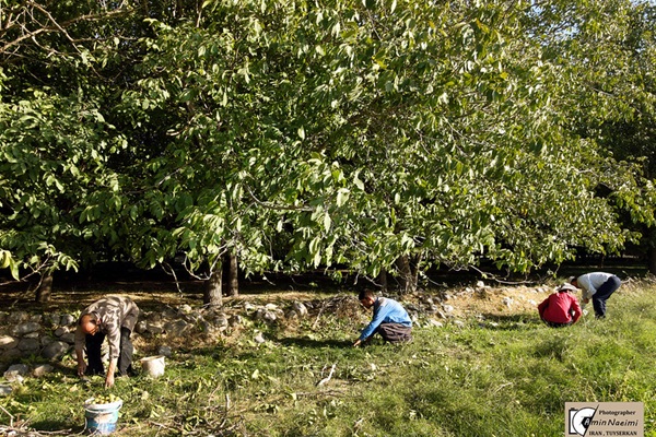 IRAN - Traditional Walnut Agricultural System in Tuyserkan, Hamedan Province
