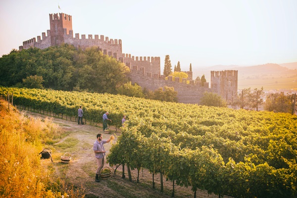 Italy - Soave Traditional Vineyards