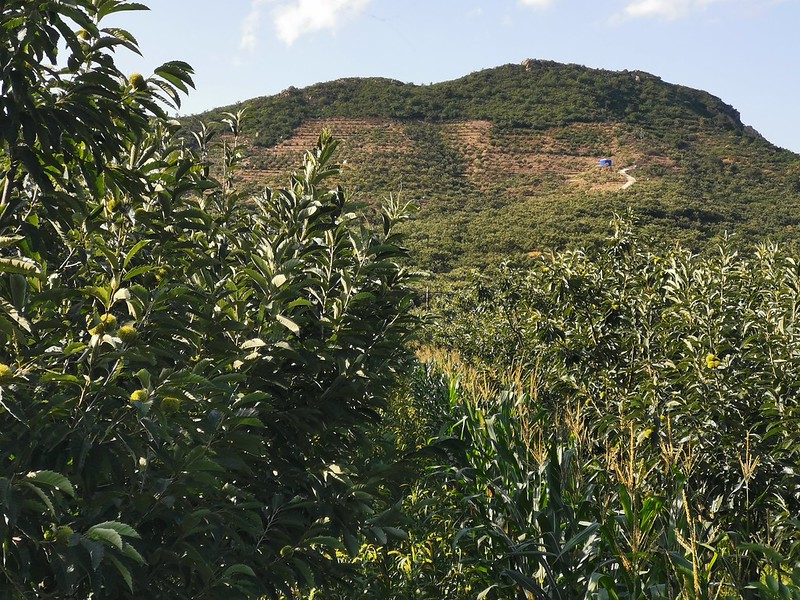 Kuancheng Traditional Chestnut Eco-Planting System in Hebei Province, China