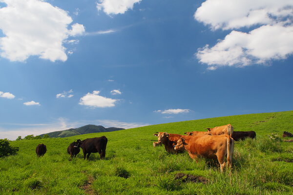 Managing Aso Grasslands for Sustainable Agriculture, Japan 3 2