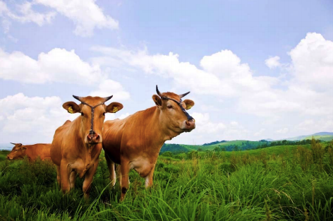 Managing Aso Grasslands for Sustainable Agriculture, Japan