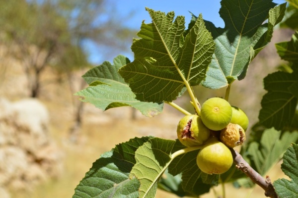 Rainfed