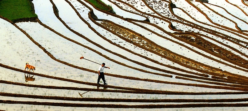 Rice Terraces in Southern Mountainous and Hilly areas, China