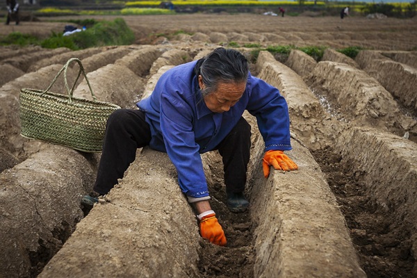 Tongling White Ginger Plantation System in Anhui Province, China