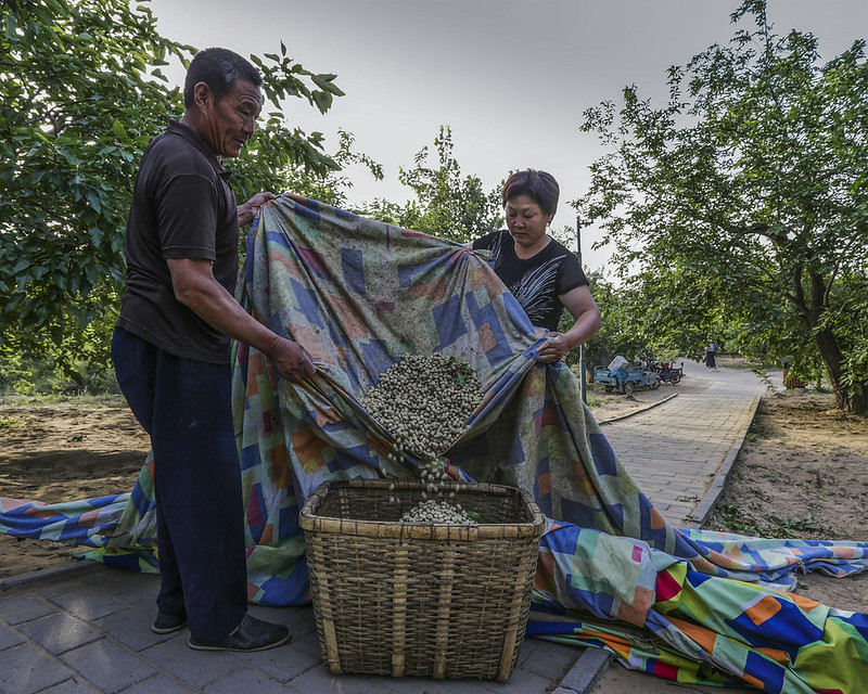 Traditional Mulberry System in Xiajin’s Ancient Yellow River Course, China
