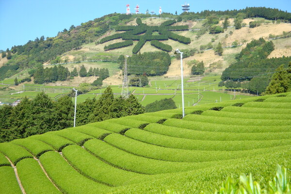 Traditional Tea-grass Integrated System in Shizuoka