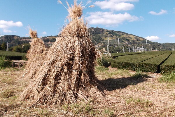 Traditional Tea-grass Integrated System in Shizuoka