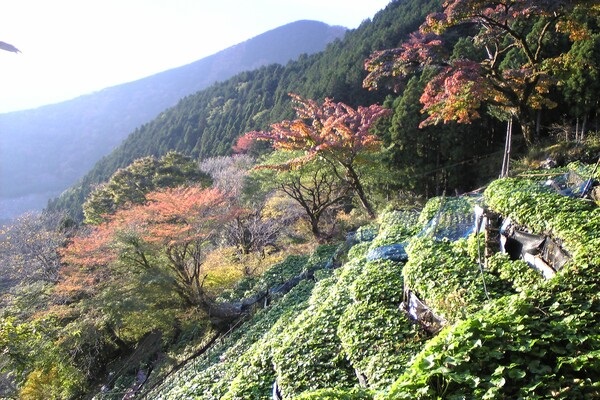 Traditional Wasabi Cultivation in Shizuoka Japan