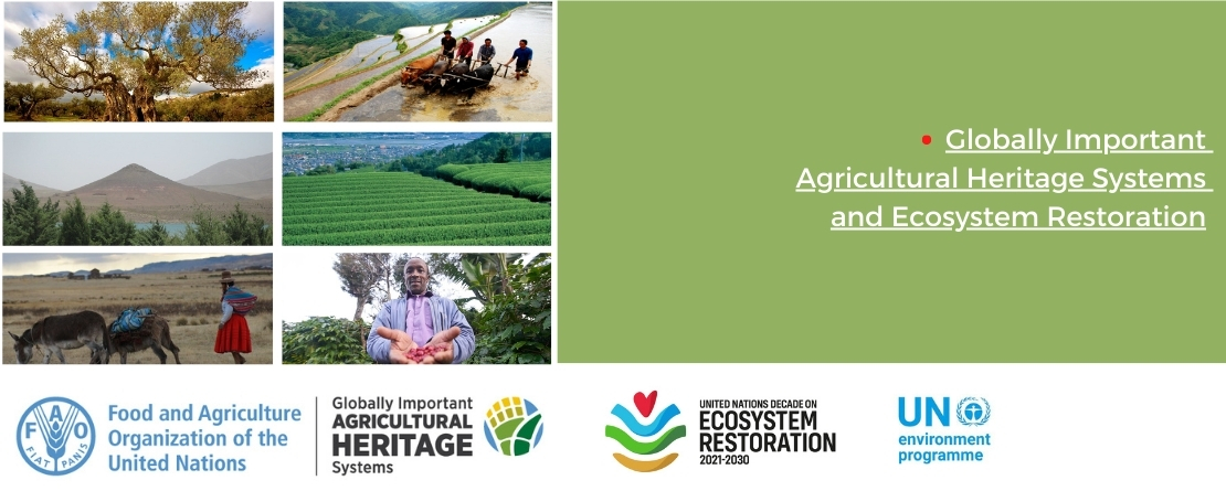 Globally Important Agricultural Heritage Systems: an opportunity to restore ecosystems and achieve the SDGs