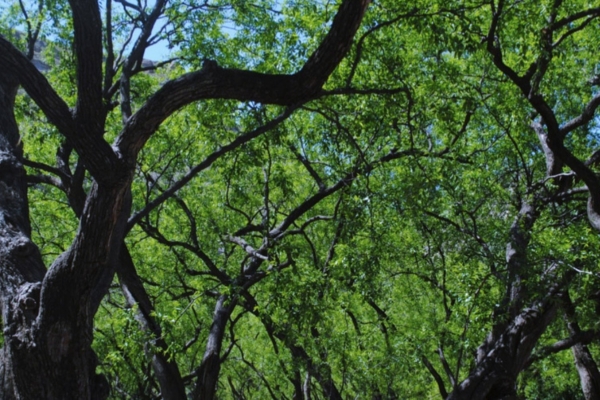 Forests