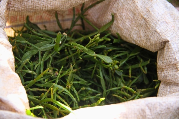 tea