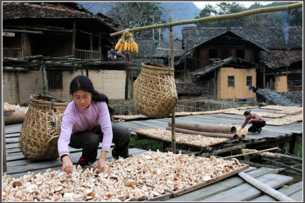 Qingyuan 4
