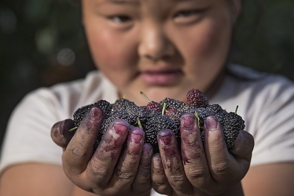 Mulberry 2