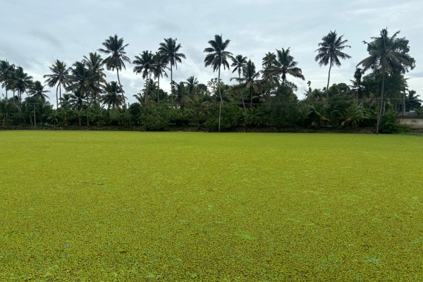 Kuttanad1