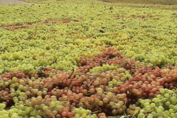 grape 7