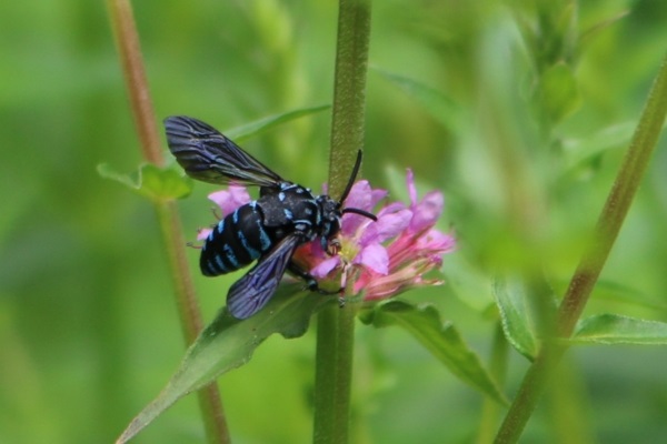 insect aso