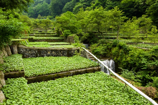 Wasabi 2