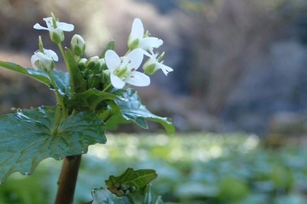 Wasabi 5