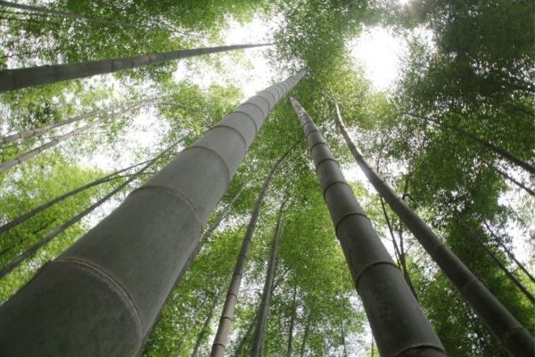 Damyang Bamboo8