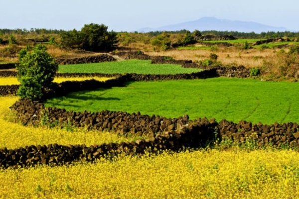 Jeju Batdam1