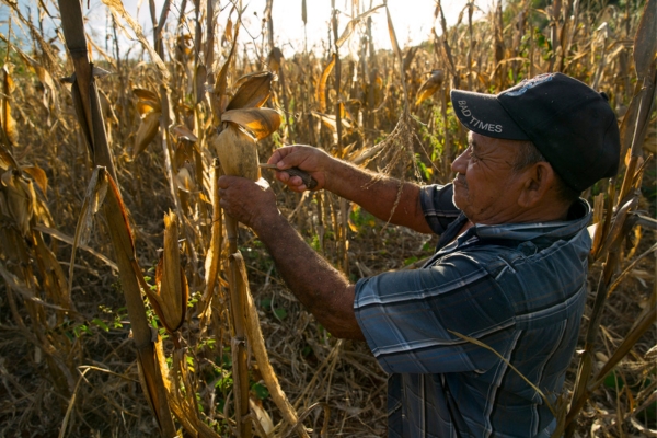 Milpa6