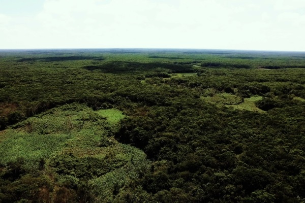 Milpa8