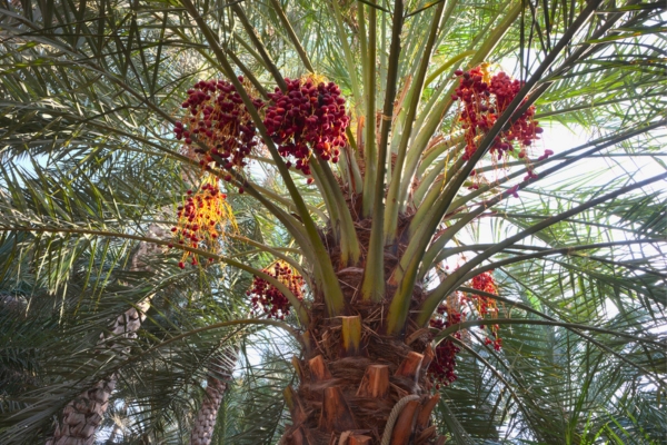United Arab Emirates 3