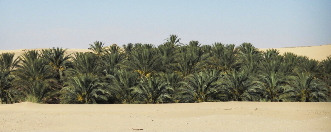 Ghout Oasis system El Oued, Algeria Ghout Oasis system El Oued, Algeria