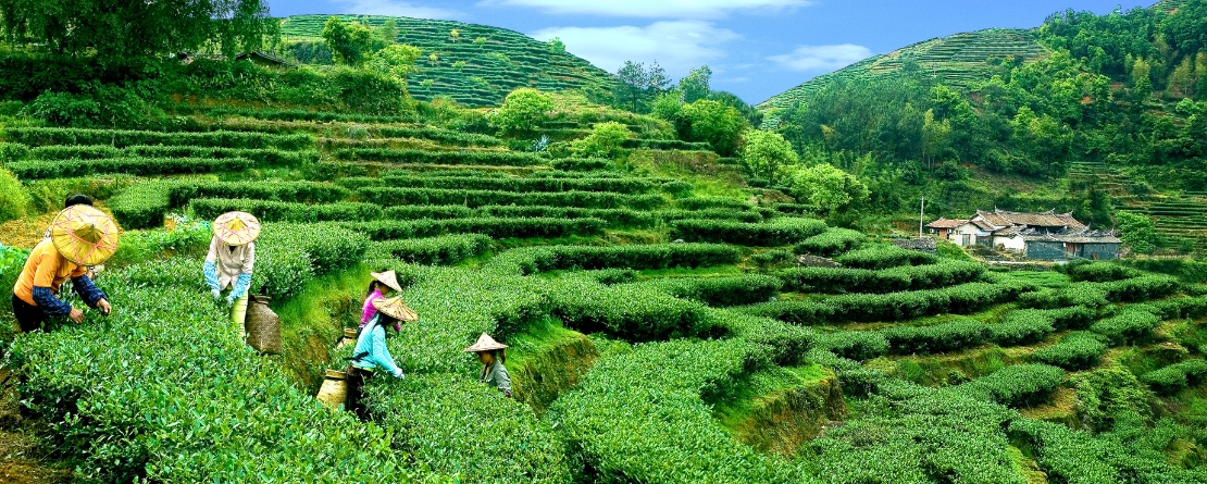 Anxi Tieguanyin Tea Culture System, China Anxi Tieguanyin Tea Culture System, China