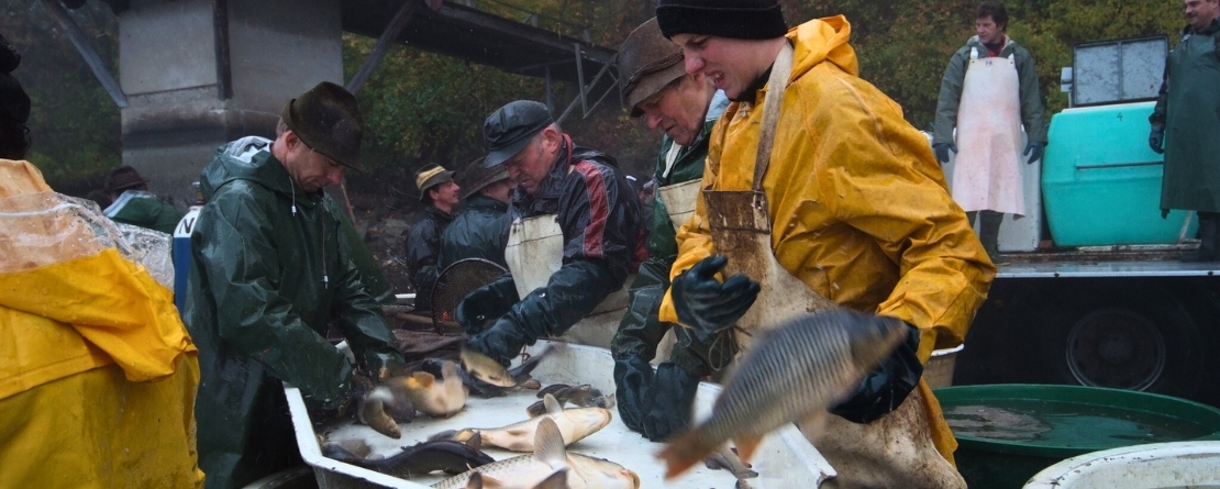 Carp pond farming in the Waldviertel region of Lower Austria Carp pond farming in the Waldviertel region of Lower Austria