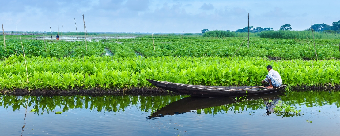 Floating Garden Agricultural Practices, Bangladesh Floating Garden Agricultural Practices, Bangladesh