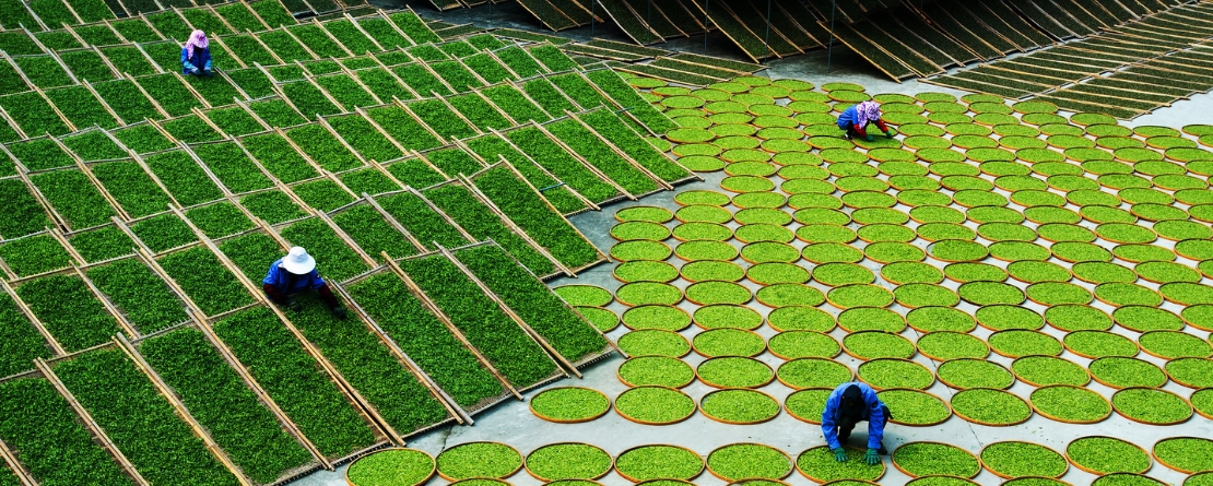 China fuding tea China fuding tea