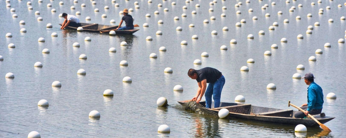 Deqing Freshwater Pearl Mussels Composite Fishery System in Zhejiang Province, China Deqing Freshwater Pearl Mussels Composite Fishery System in Zhejiang Province, China