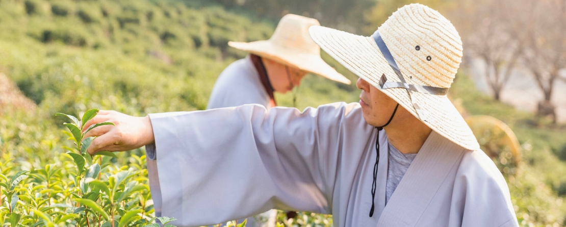 Traditional Hadong Tea Agrosystem in Hwagae-myeon, Republic of Korea Traditional Hadong Tea Agrosystem in Hwagae-myeon, Republic of Korea