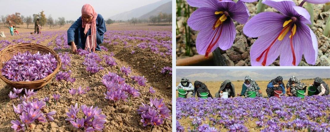 Saffron Heritage of Kashmir Saffron Heritage of Kashmir