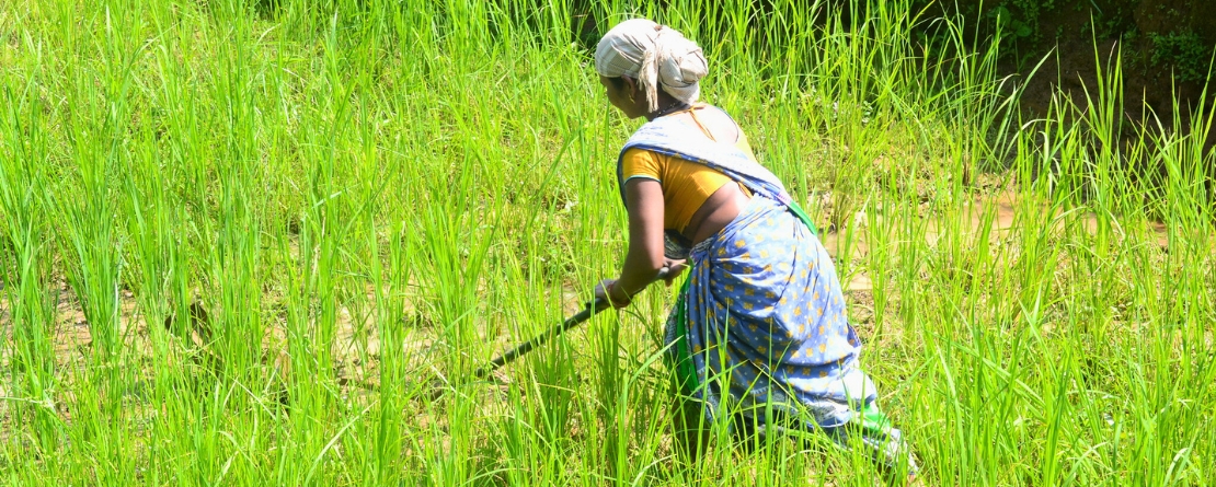 Koraput Traditional Agriculture, India Koraput Traditional Agriculture, India
