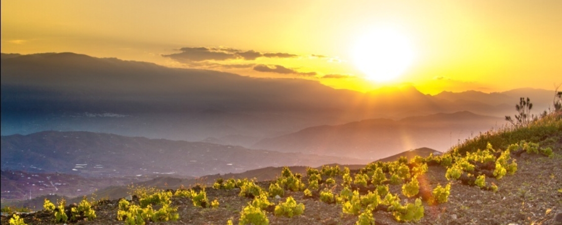 Hand in Hand with nature: Understanding Nature-Based Solutions in agriculture through GIAHS
