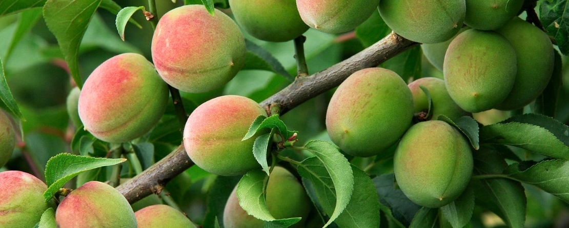 Minabe-Tanabe Ume System, Japan