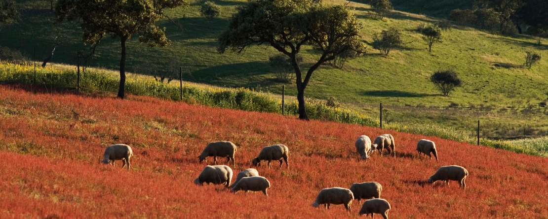 Montado Agrosilvopastoral System of the Serpa Hills Montado Agrosilvopastoral System of the Serpa Hills