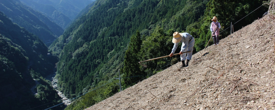 Nishi-Awa Steep Slope Land Agriculture System, Japan Nishi-Awa Steep Slope Land Agriculture System, Japan
