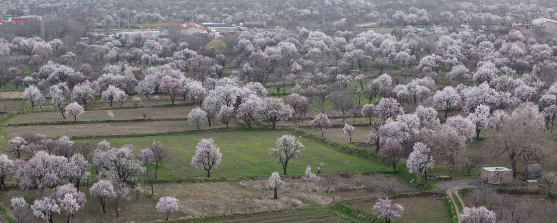 Ancient Traditional Gardens of Qazvin Bāghestān, Iran Ancient Traditional Gardens of Qazvin Bāghestān, Iran