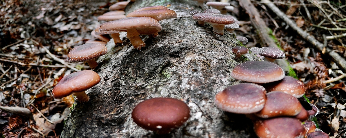 Qingyuan Forest-Mushroom Co-culture System in Zhejiang Province, China Qingyuan Forest-Mushroom Co-culture System in Zhejiang Province, China