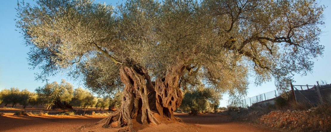 The Agricultural System Ancient Olive Trees Territorio Sénia, Spain