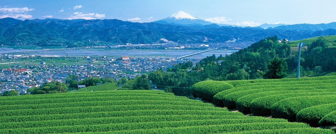 Traditional Tea-grass Integrated System in Shizuoka, Japan Traditional Tea-grass Integrated System in Shizuoka, Japan