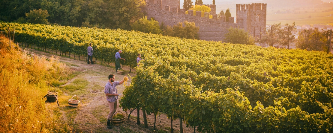 Soave