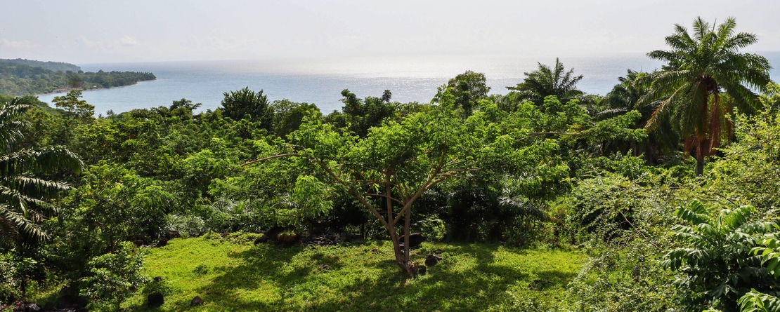 Cocoa Agroforestry System in Sao Tome and Principe Cocoa Agroforestry System in Sao Tome and Principe