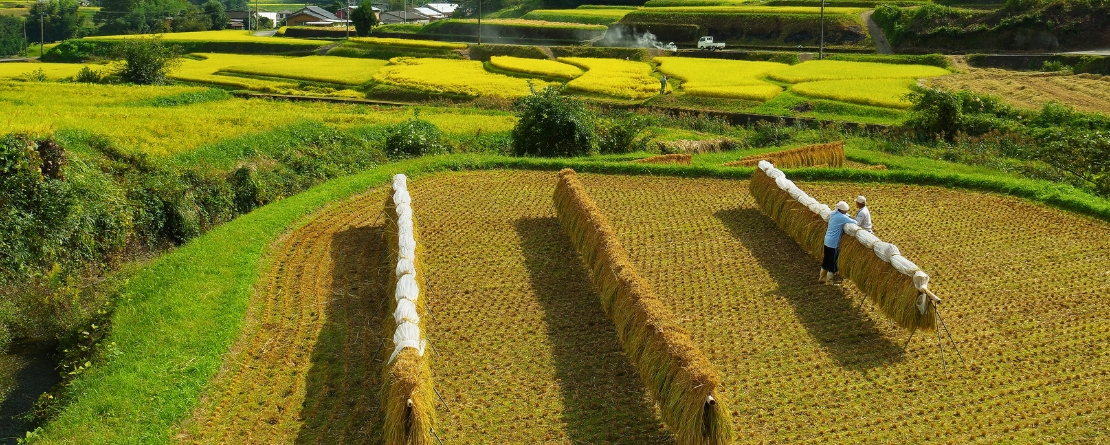 Takachihogo-Shiibayama Mountainous Agriculture and Forestry System, Japan Takachihogo-Shiibayama Mountainous Agriculture and Forestry System, Japan