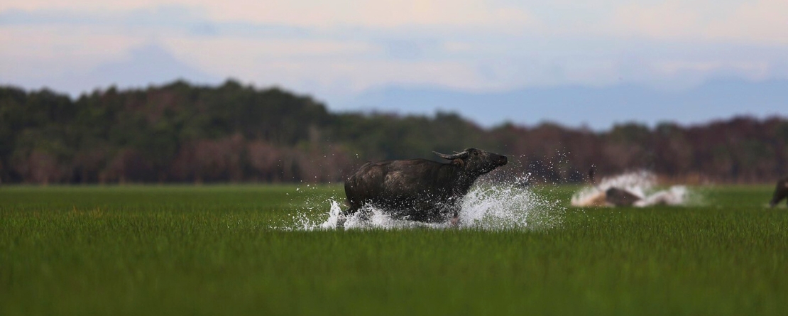 Thale Noi wetland buffalo pastoral agro-eco-system, Thailand Thale Noi wetland buffalo pastoral agro-eco-system, Thailand