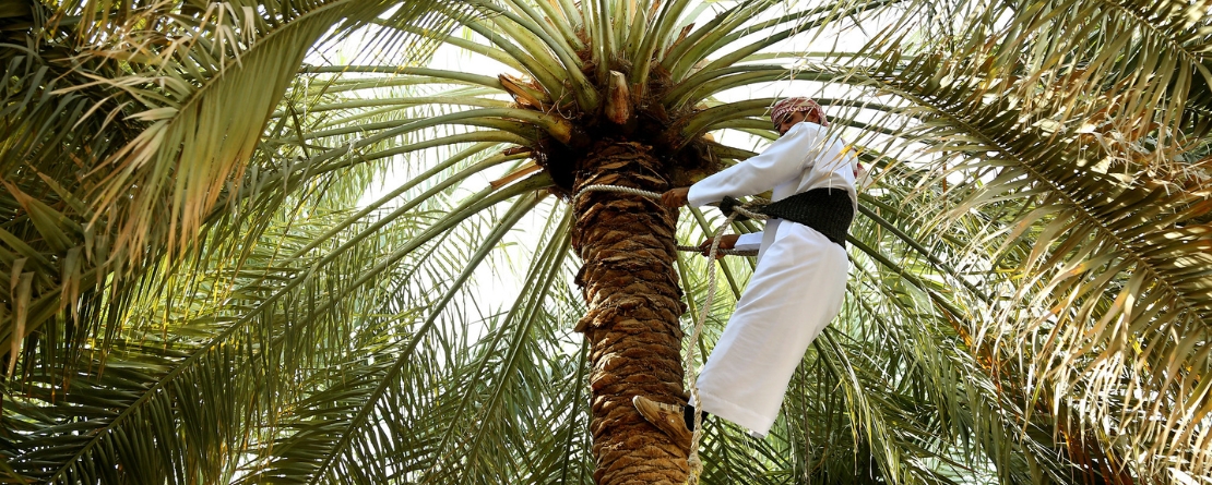 Al Ain and Liwa Historical Date Palm Oases, United Arab Emirates Al Ain and Liwa Historical Date Palm Oases, United Arab Emirates