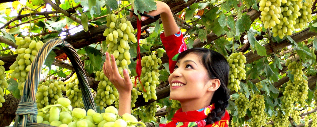 Photo courtesy of: GIAHS Urban Agricultural Heritage – Xuanhua Grape Garden, China Photo courtesy of: GIAHS Urban Agricultural Heritage – Xuanhua Grape Garden, China